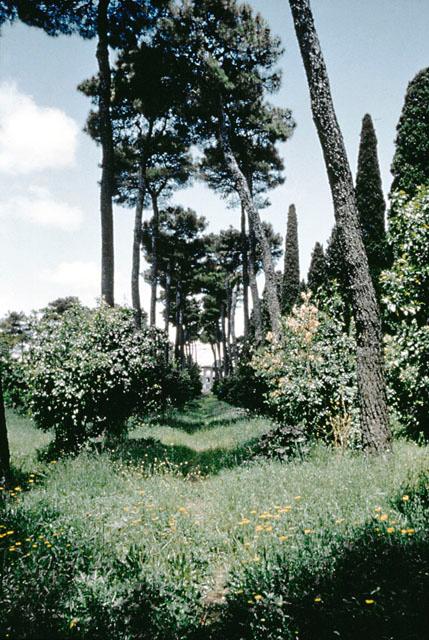 Exterior view looking through garden, rows of pine trees