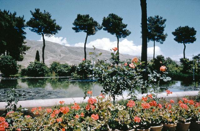 General view of main pool and pine trees with flowers in foreground