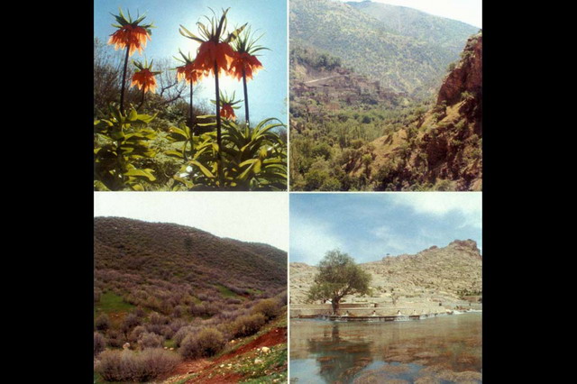 Protected natural resources tulips, shuka, a rare kind of gazelle, chestnut and gum forests bayangan and ravansar sarab with rare migrant birds