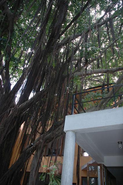 The banyan tree grazing the first floor terrace