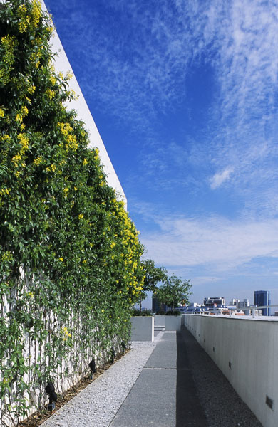 View of the feature landscape wall on the roof terrace