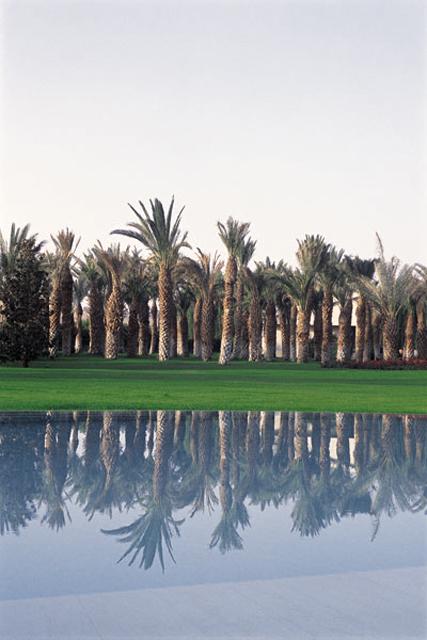 <p>Date palm orchard across the pool</p>