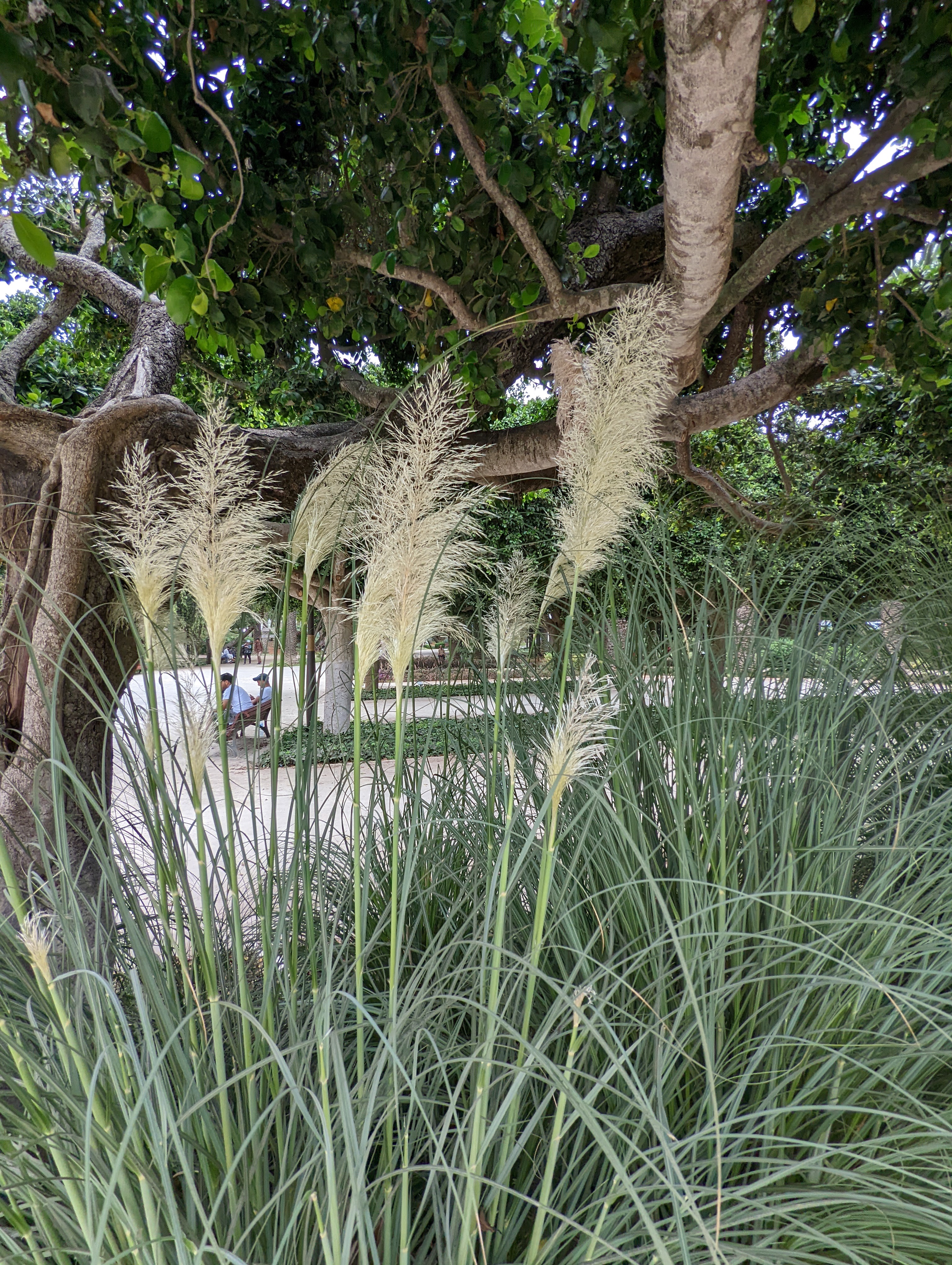 Jardin Nouzhat Hassan - <p>View of pampas grass </p>
