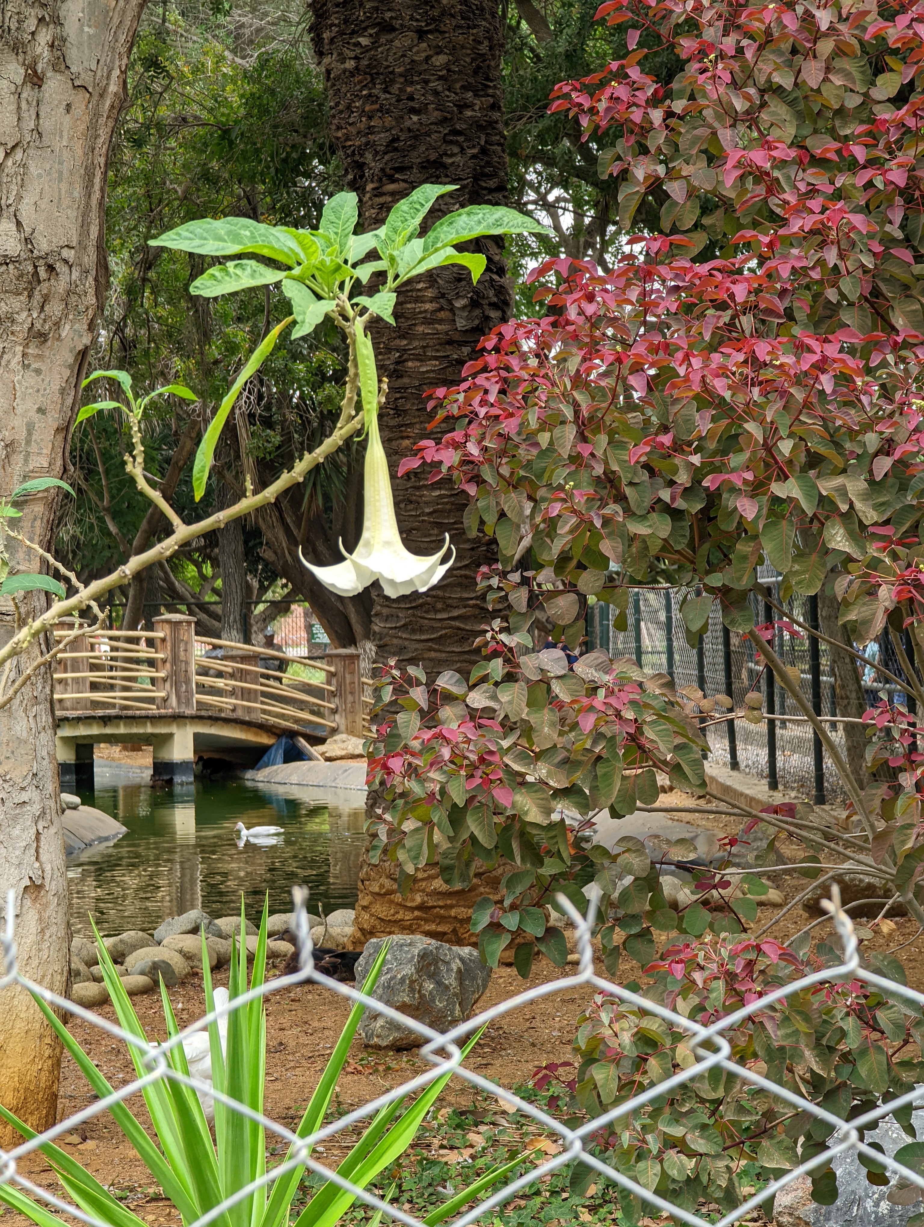 Jardin Nouzhat Hassan - <p>View over the fence of the duck pond with a Brugmansia suaveolens (Trumpet Flower) bloom in the foreground</p>
