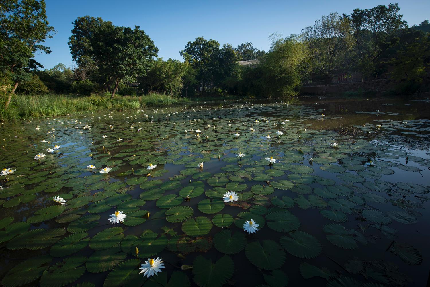 Water lilies float on the pond