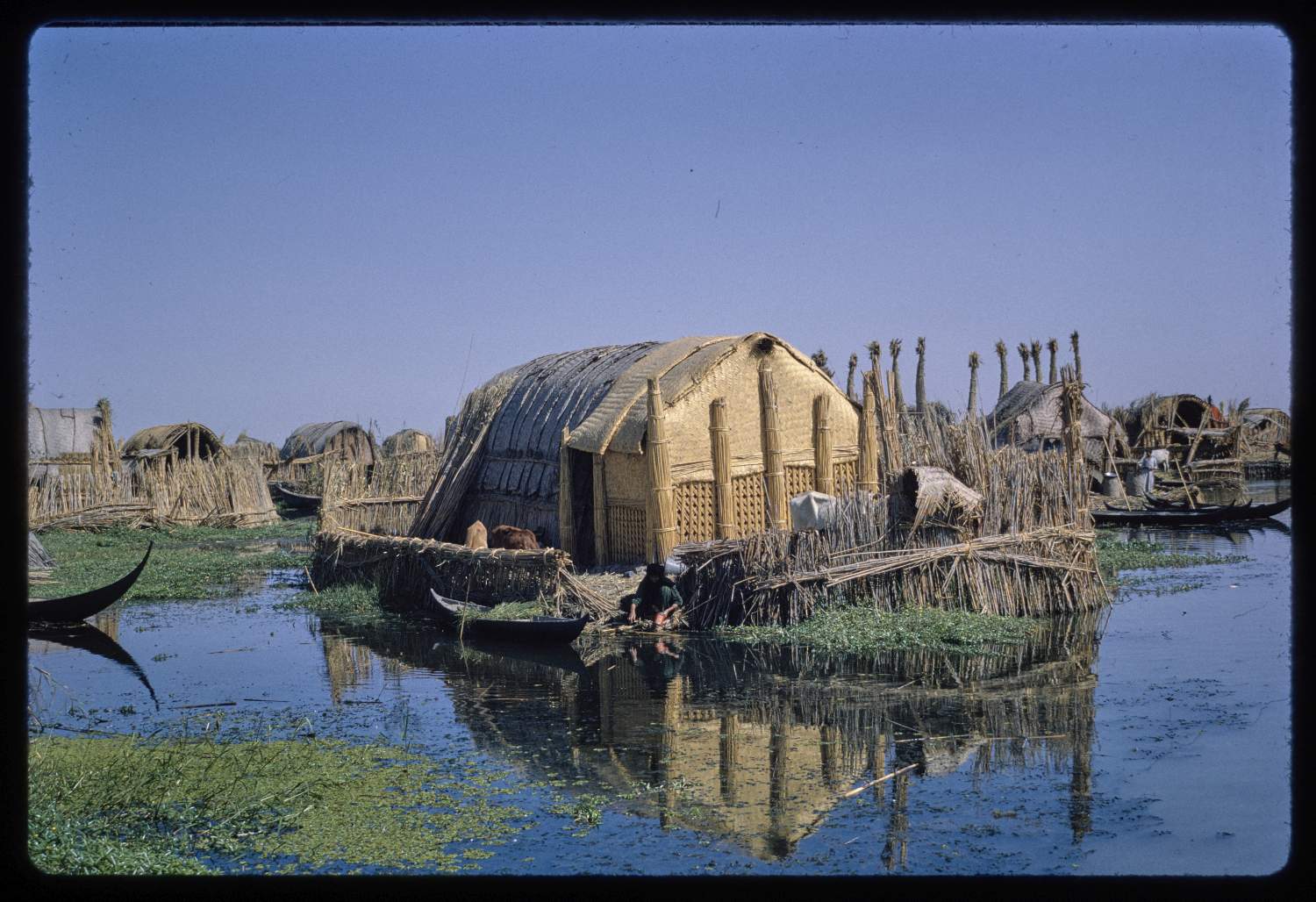 <p>A sarifa (reed house) on marshes of Iraq.</p>