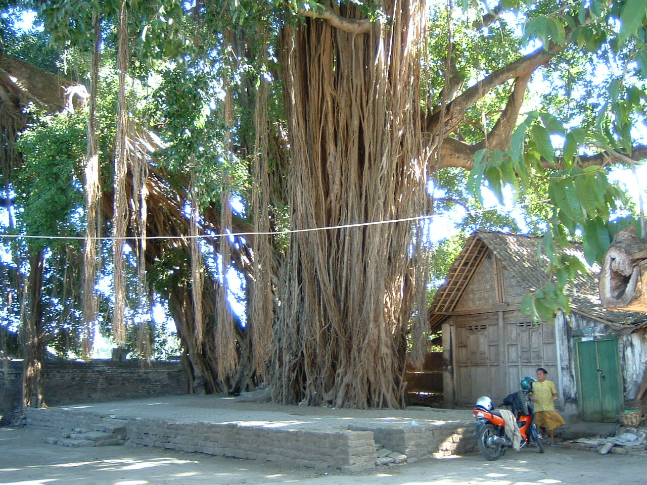 Exterior view of sacred banyon tree outside the mosque