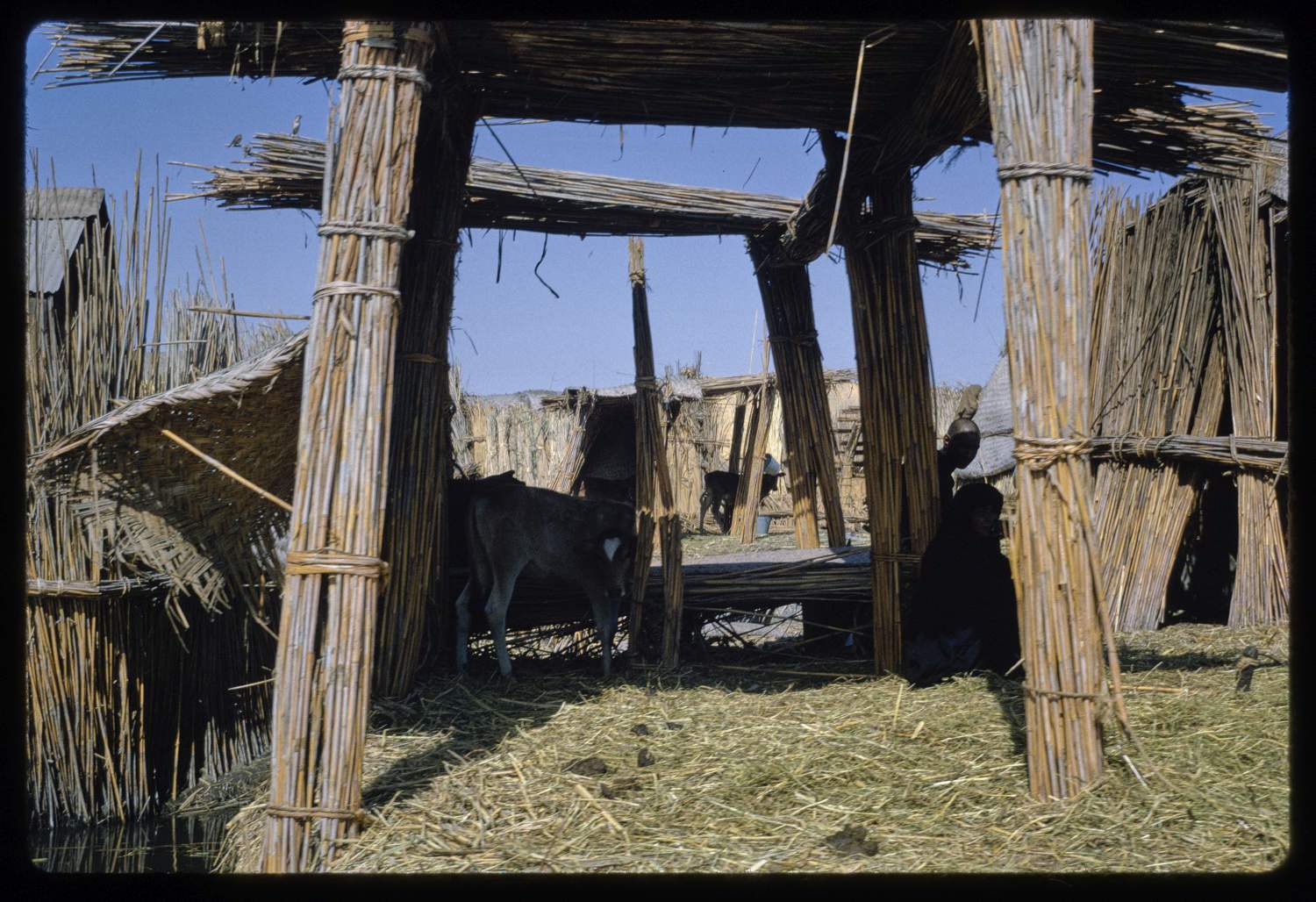 <p>Reed structures on the marshes of Iraq.</p>