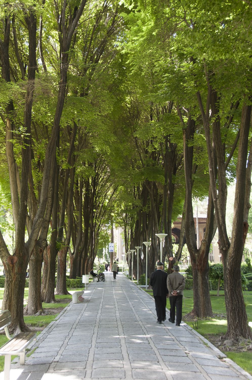View of tree-lined path in gardens.