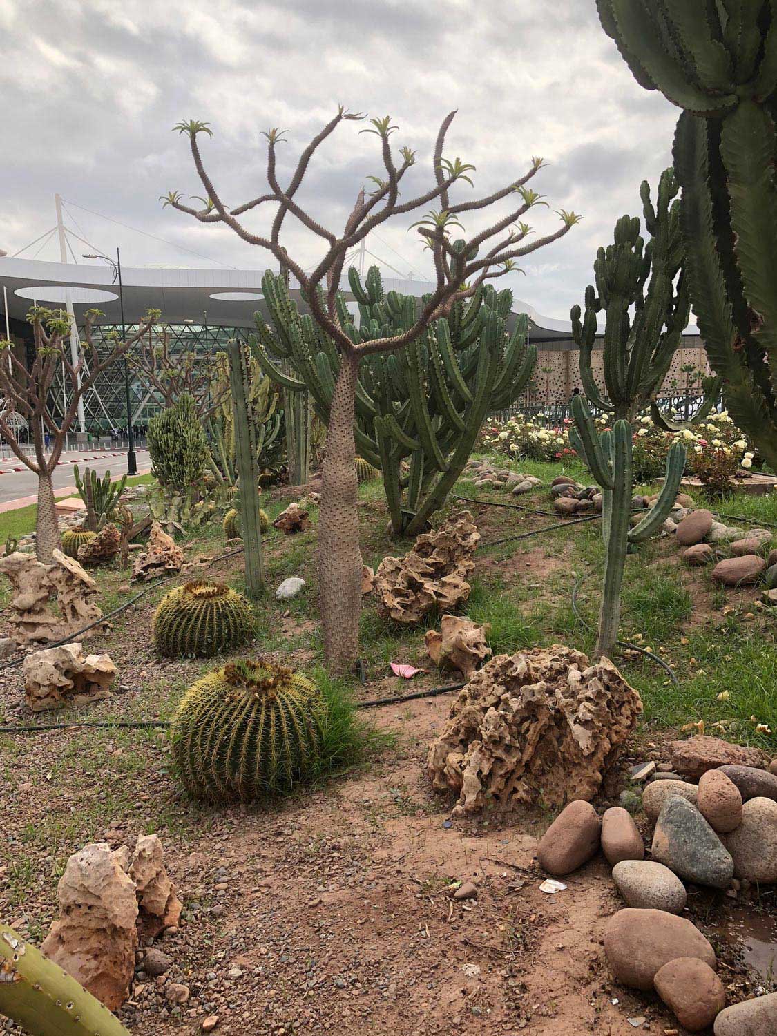 View through the cactus garden toward the main entrance