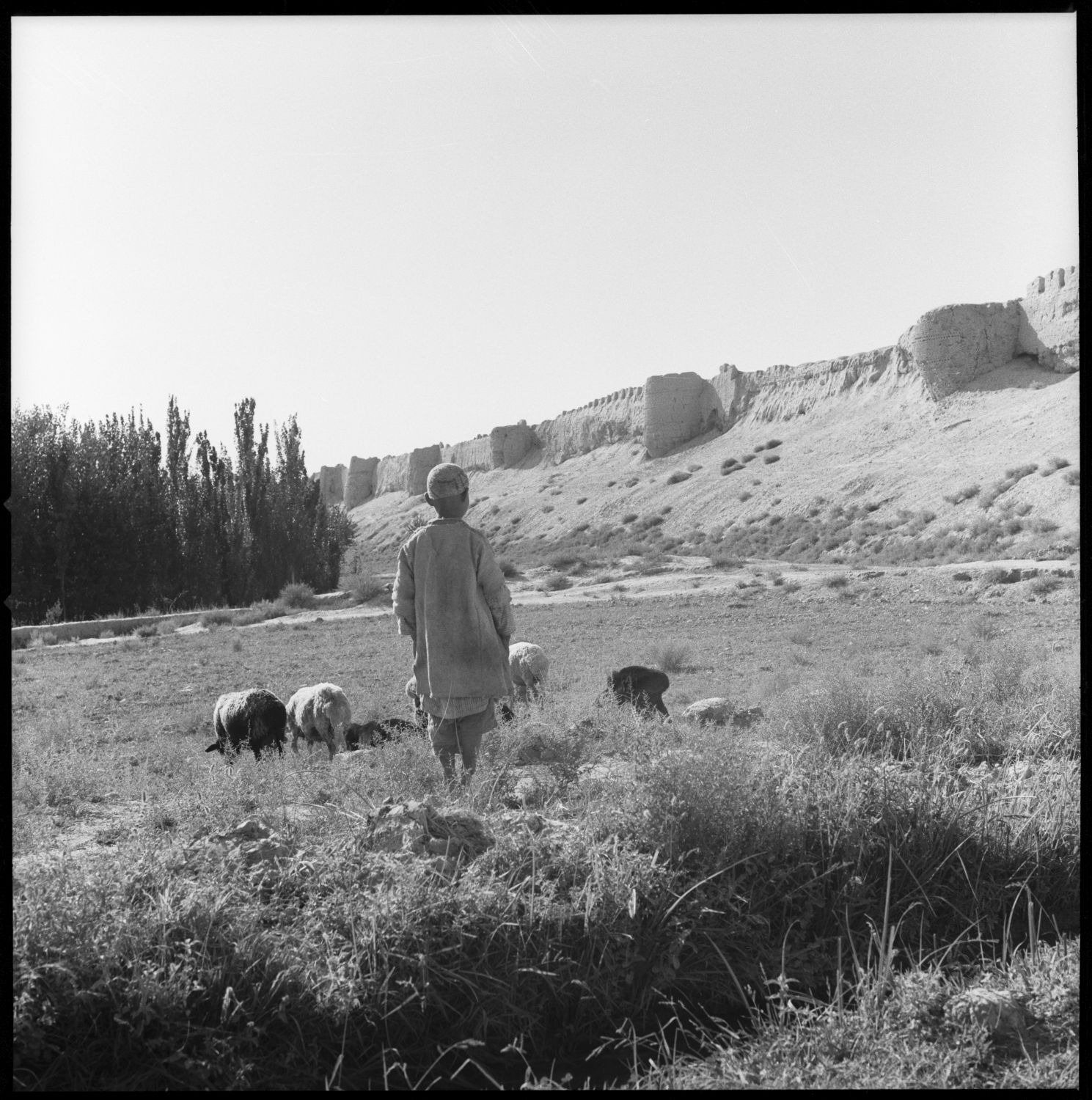 General view of walls with man and grazing sheep in foreground.