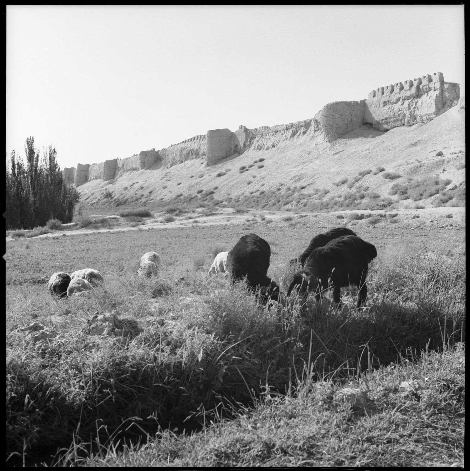 General view of walls with sheep grazing in foreground.