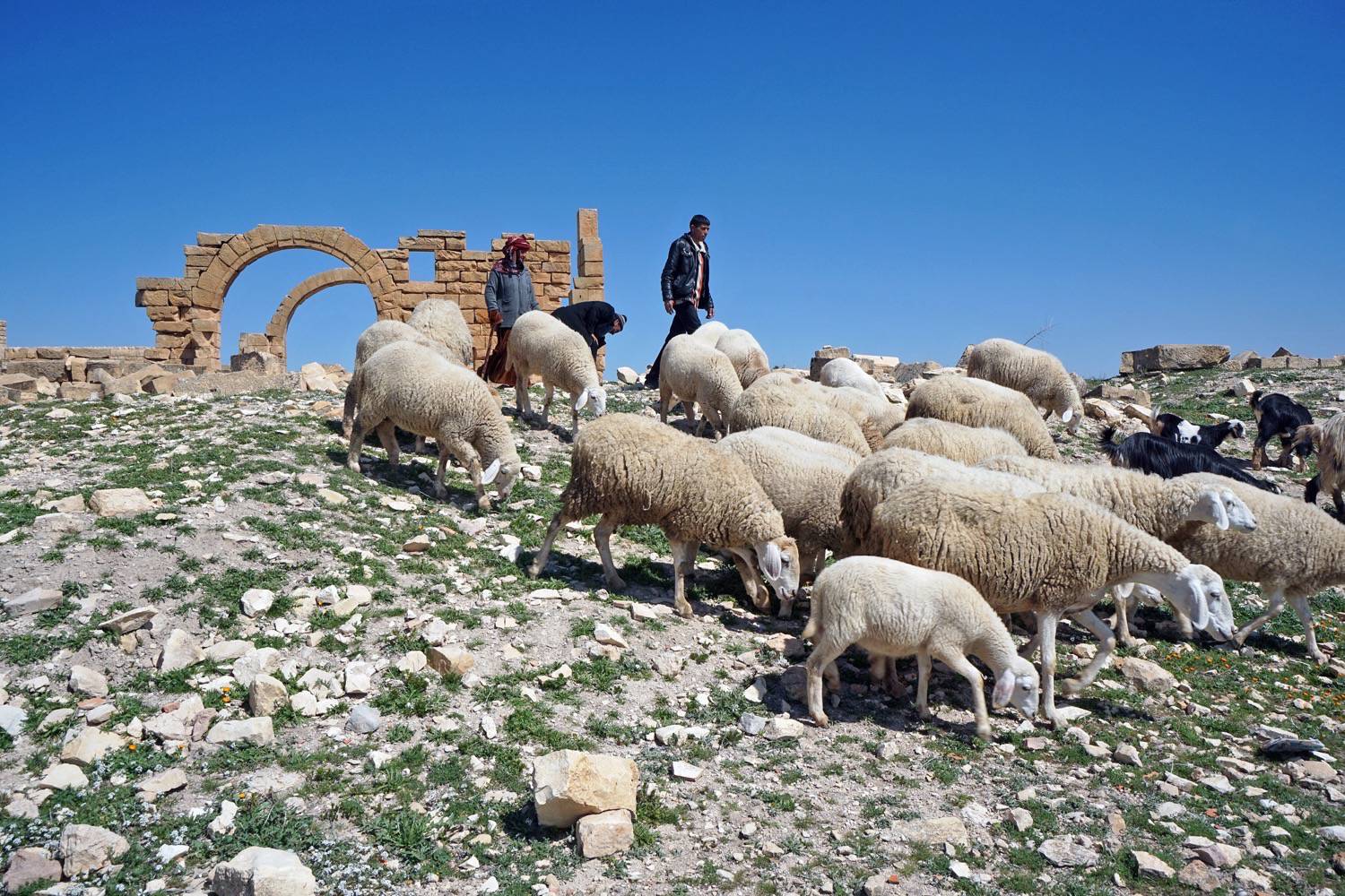 Shepherds, sheeps and the ruins of the "building with troughs"