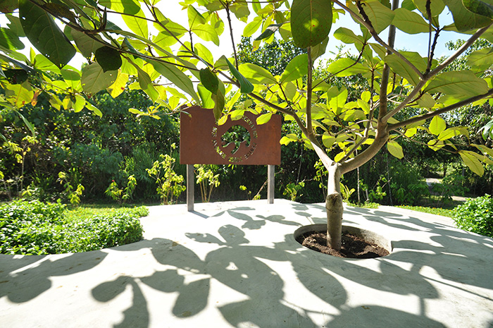 Shading provided by indigenous trees at the entrance space  