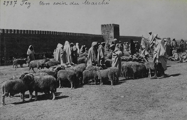 Fez, general view of sheep market (by the ramparts) / "Fez, Un coin de Marché"