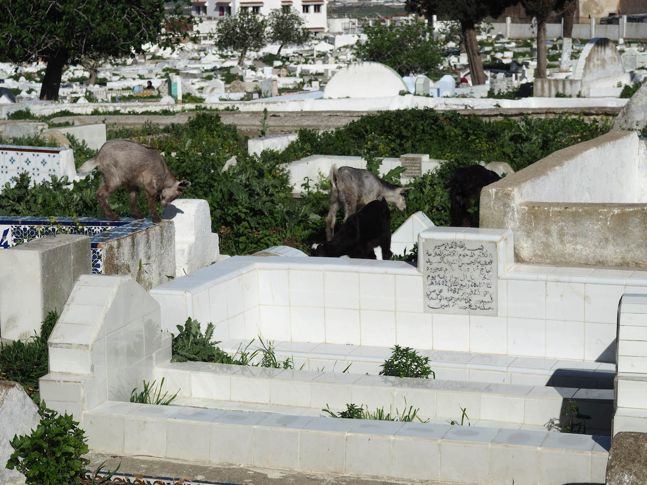 <p>View of goats grazing among the tombs</p>