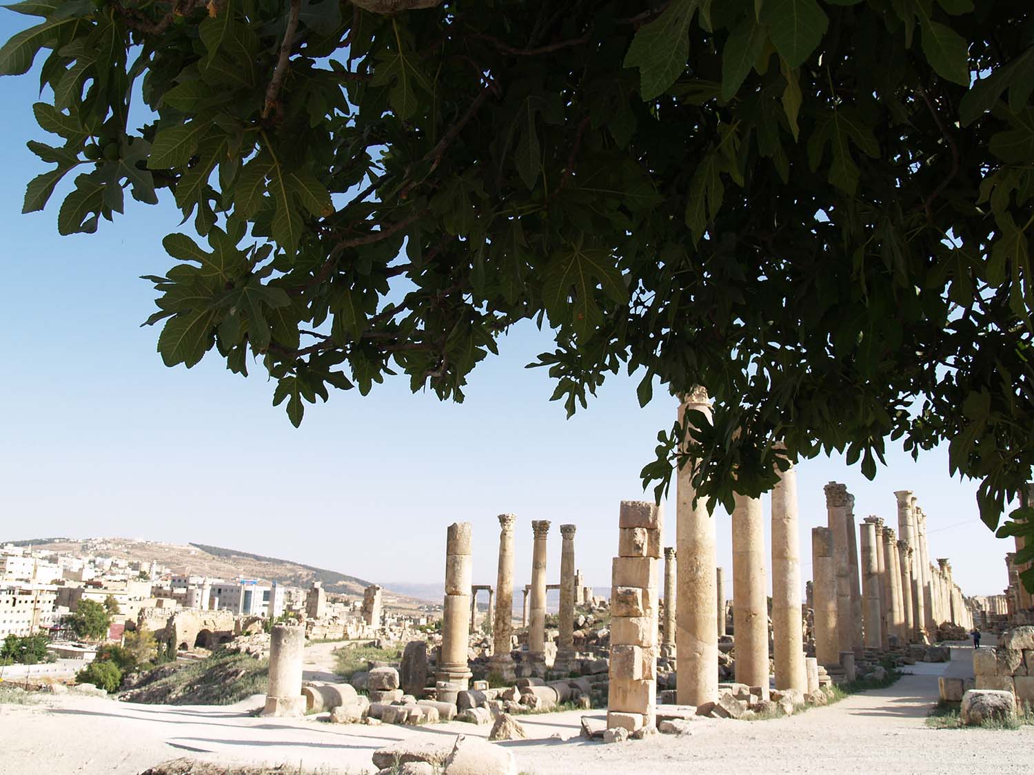 Southward view of Cardo Maximus (right) and Propylaeum Church (center, background)